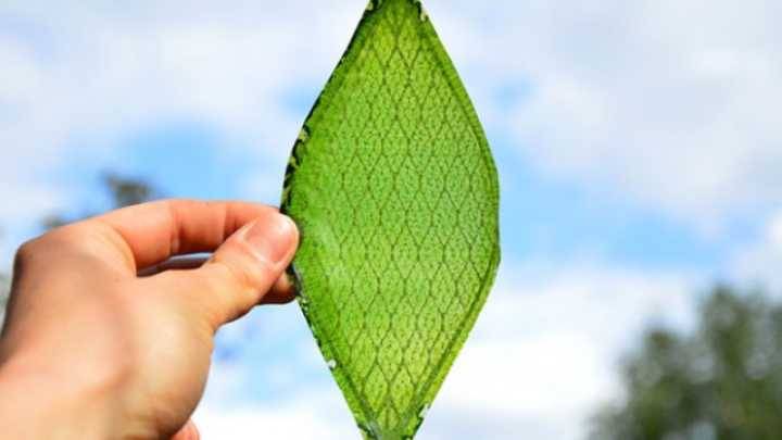 Artificial Leaf Produces Clean Hydrogen Fuel