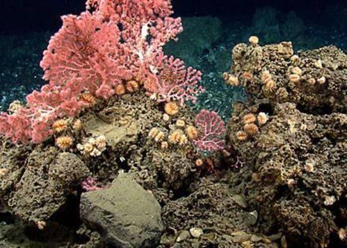 President Obama is to Declare a New National Marine Monument off Cape Cod