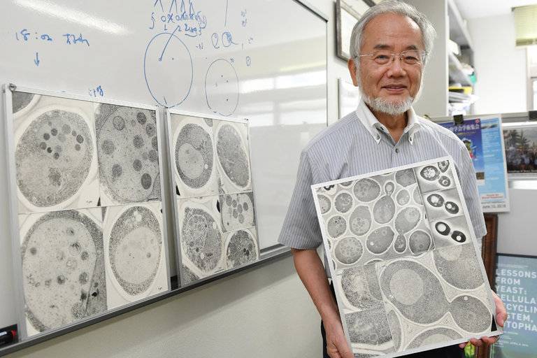 Yoshinori Ohsumi of Japan Wins Nobel Prize in Medicine