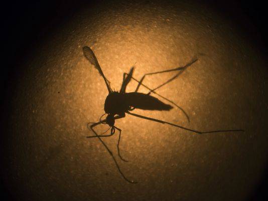 Zika No Longer A World Health Emergency