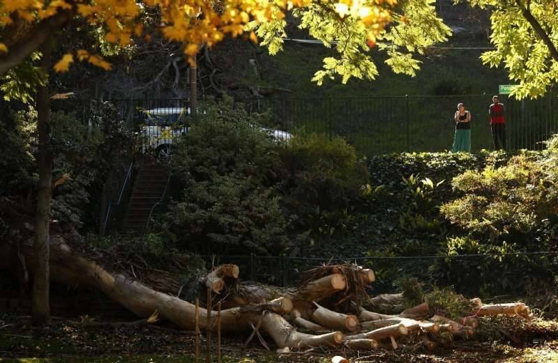 Whittier Park Closed After Tree Toppled Over, Killing 1 And Injuring 7