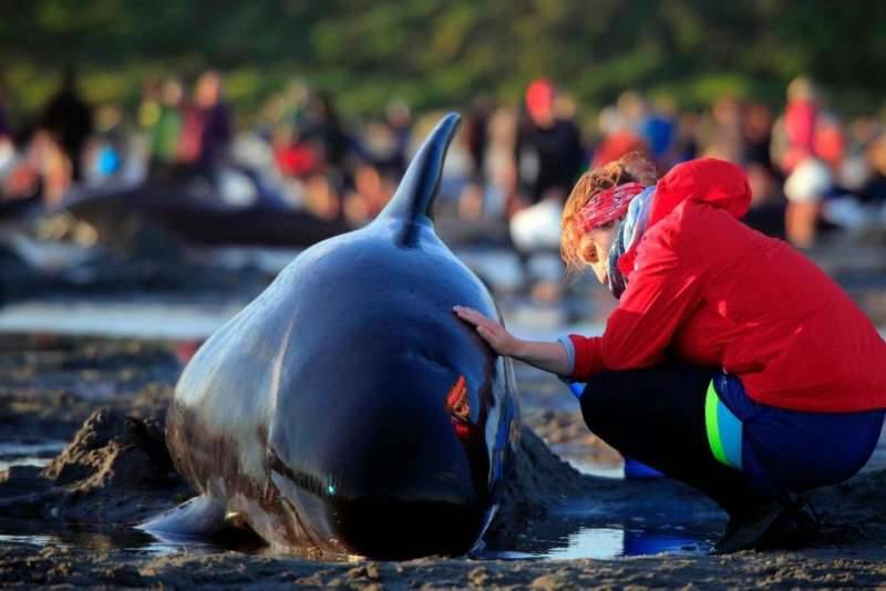 More whales strand in New Zealand, bringing total to 650