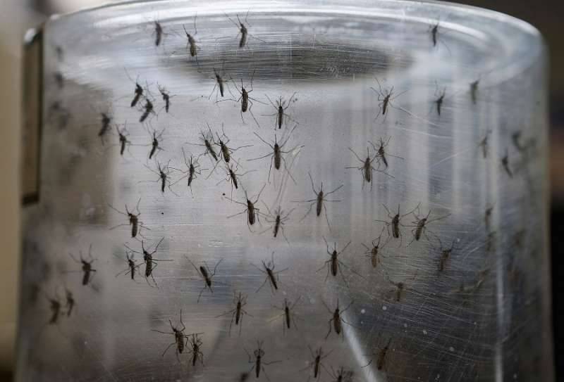 Houston Officials Consider Use Of Genetically Modified Mosquitoes To Fight Zika Virus