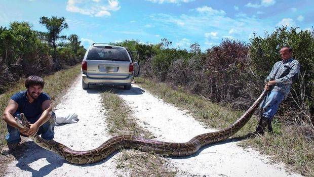 Men catch 15-foot-long, 144-pound python in the Florida Everglades