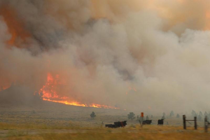 Cattle Are Seen Near The Flames Of The Lodgepole Complex Fire In Garfield County