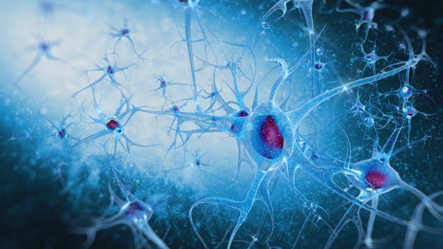 How brain's 'helper cells' could contribute to schizophrenia