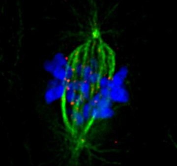 How human cells maintain the correct number of chromosomes