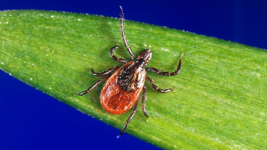 Japanese woman died from tick-borne illness despite no tick bite, officials say