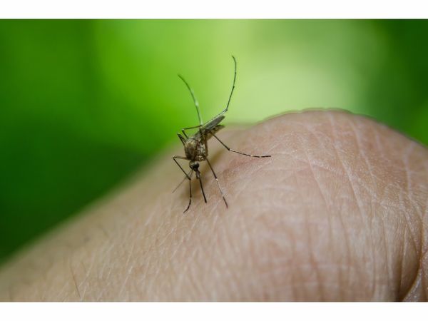 First Signs Of West Nile Virus Confirmed In Solano County