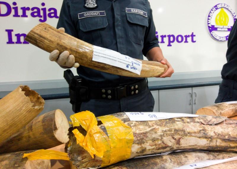 Malaysia customs officers display ivory tusks seized over the weekend during a news conference at the airport in sepang