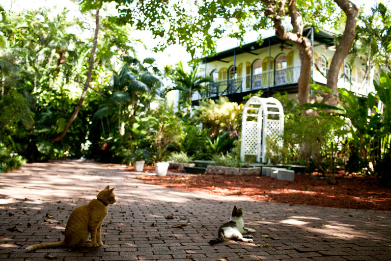 Hemingway’s Six-Toed Cats Ride Out Hurricane Irma in Key West