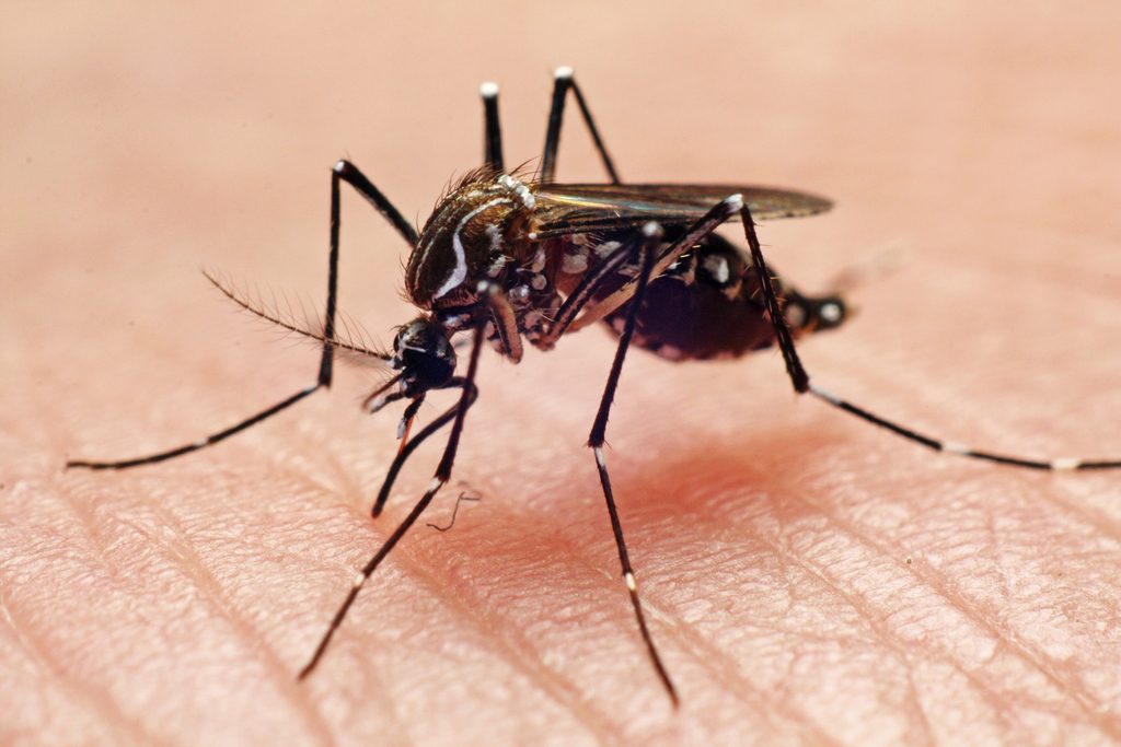 Florida announces its first case of Zika-by-sex