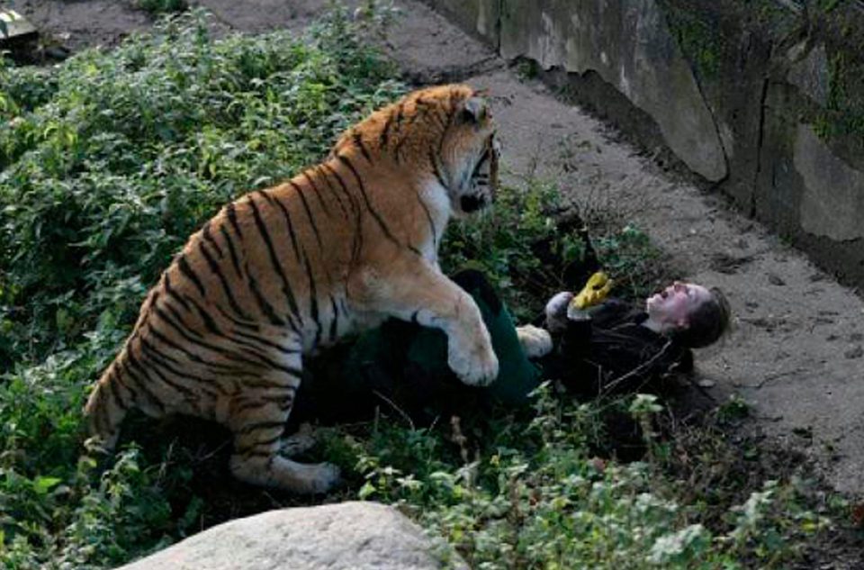 Tiger attacks zookeeper in front of horrified onlookers