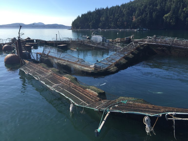 Washington state cancels salmon farm lease after fish escape