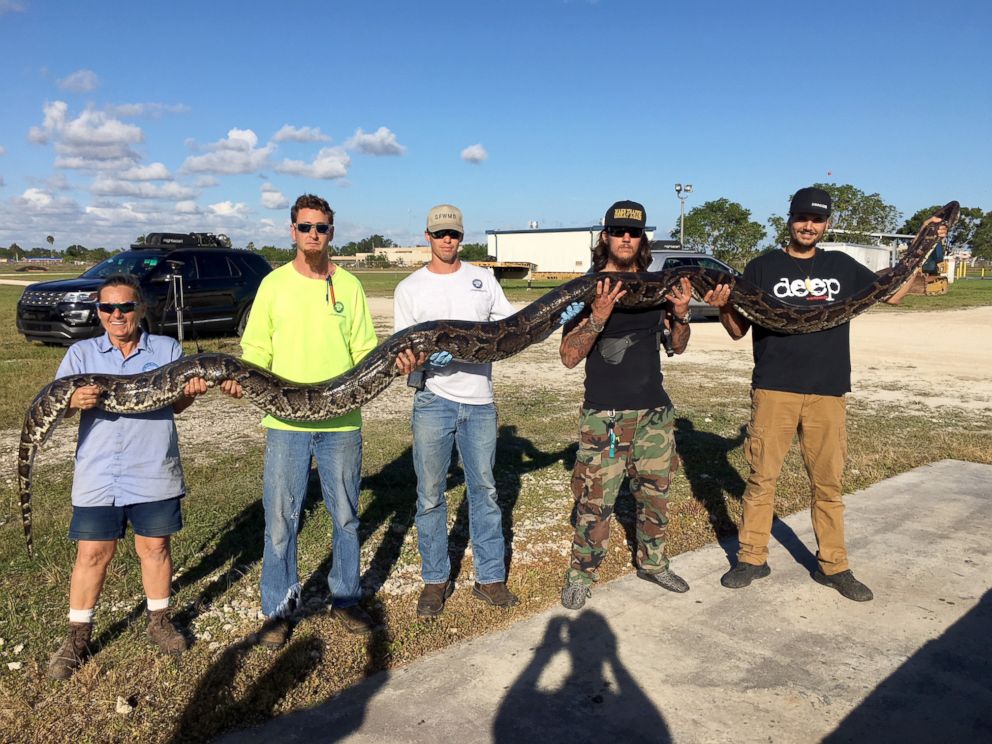 Record-breaking 17-foot python captured in South Florida