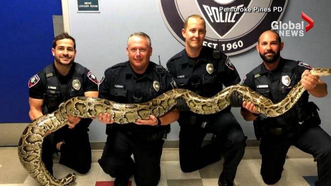 Florida officer wrestles with 3.81-metre python