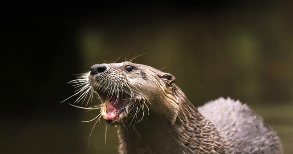 77-year-old woman attacked by rabid otter while kayaking