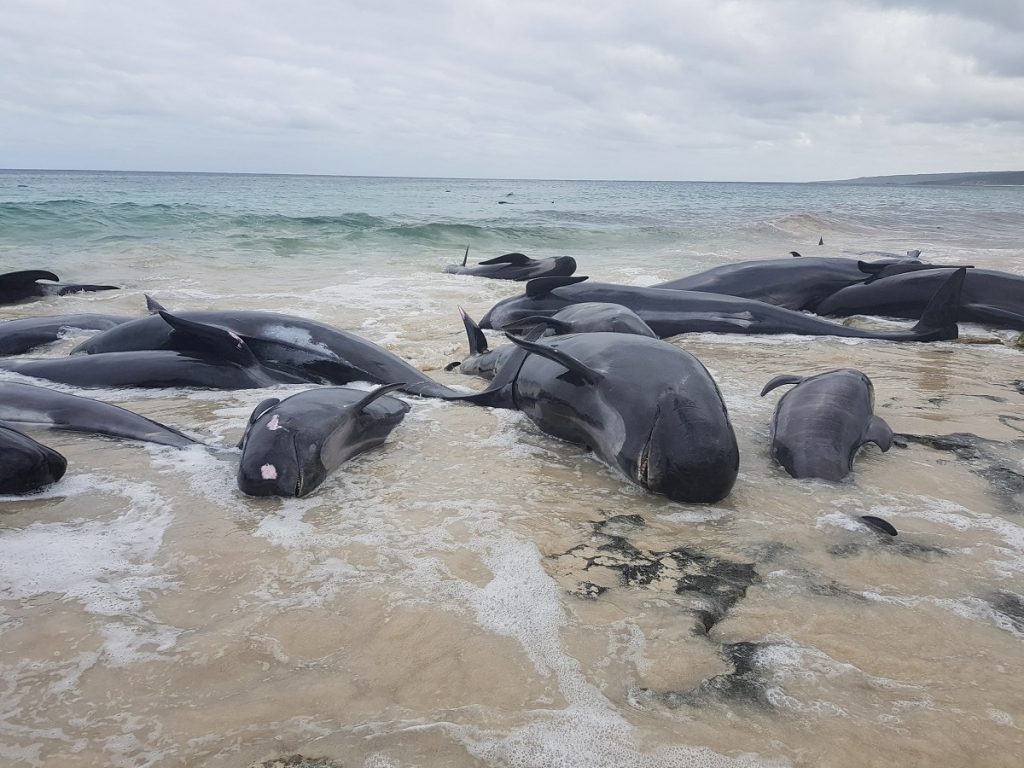 Nearly 150 beached whales die after mass stranding in Australia