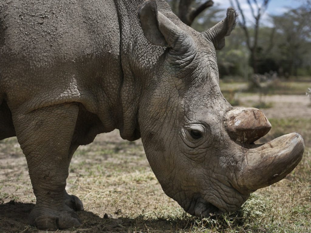 Sudan World's Last Male Northern White Rhino, Dies, USA Breaking News and Latest Headlines, USA Today News, Latest World and US News, Latest World News Headlines