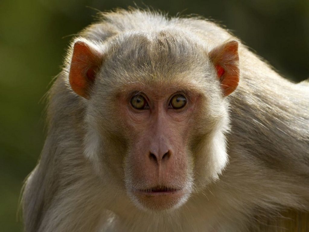 A monkey snatched and killed a newborn, family claims