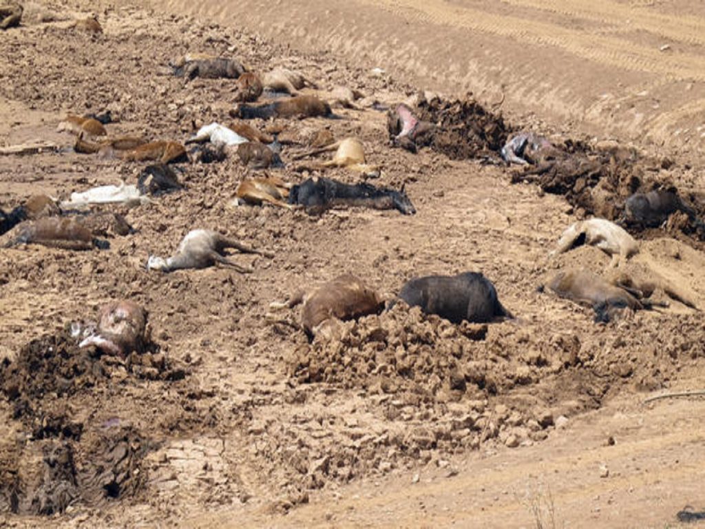 Nearly 200 horses found dead amid Southwest drought in Arizona