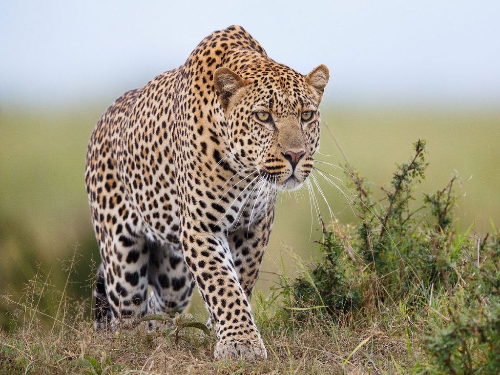 Ranger’s 3-Year-Old Son Killed After Leopard Dragged Him Off into Bush at Safari Lodge in Uganda