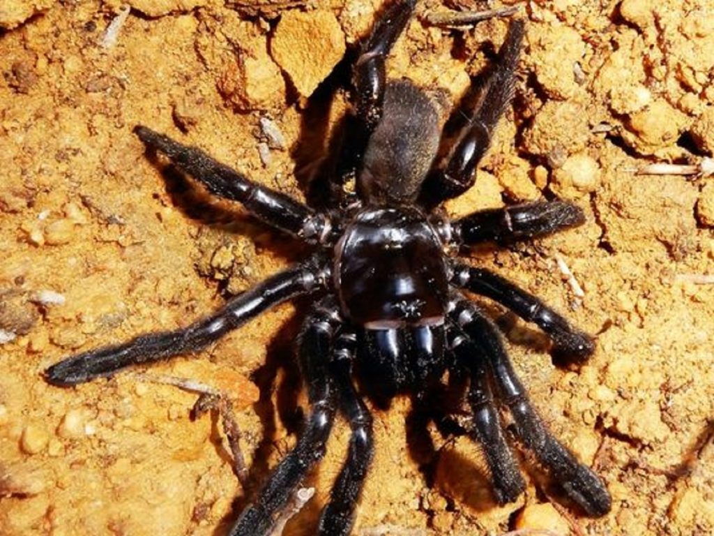 Scientists ‘miserable’ after world’s oldest-known spider dies in Australia at 43 from a wasp sting