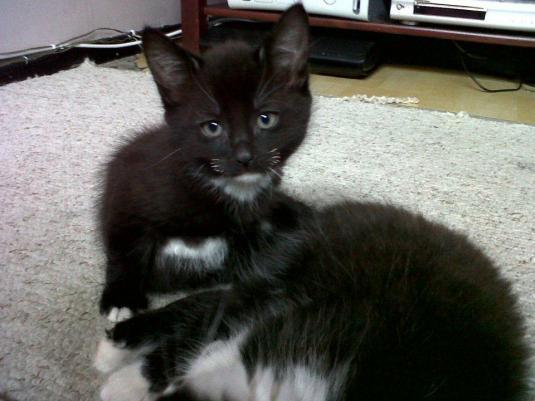 Kittens Avail Immediately (Astoria)