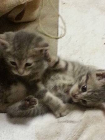 Three wonderful kittens!!