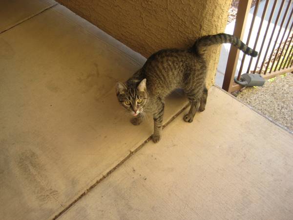 LOST CAT FOUND (W. Hacienda-Decatur)