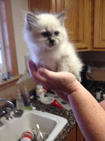 Beautiful Ragdoll Kittens (89130)