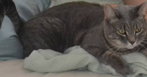 Lost Grey Tabby Cat (Flushing)