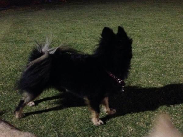 Lost Pomeranian Dog!! Reward!!! (Washington and Torrey Pines)