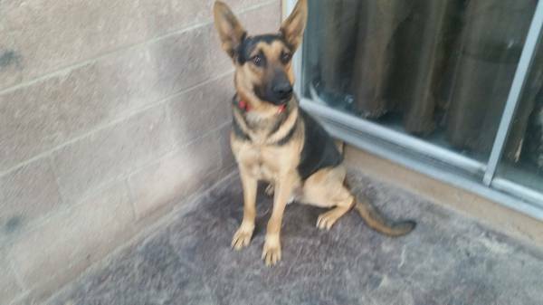 10 Month old Original German Shepperd (200 obo)