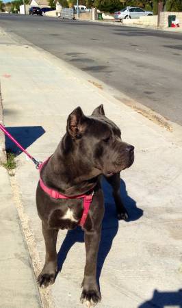 ICCF SOLID BLUE CANE CORSO