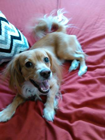 free mini golden cocker spaniel/Chihuahua (Sahara and Durango)