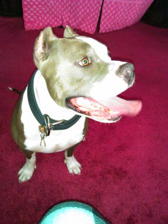 UKC Pitbull with papers -- Noah (Las Vegas)