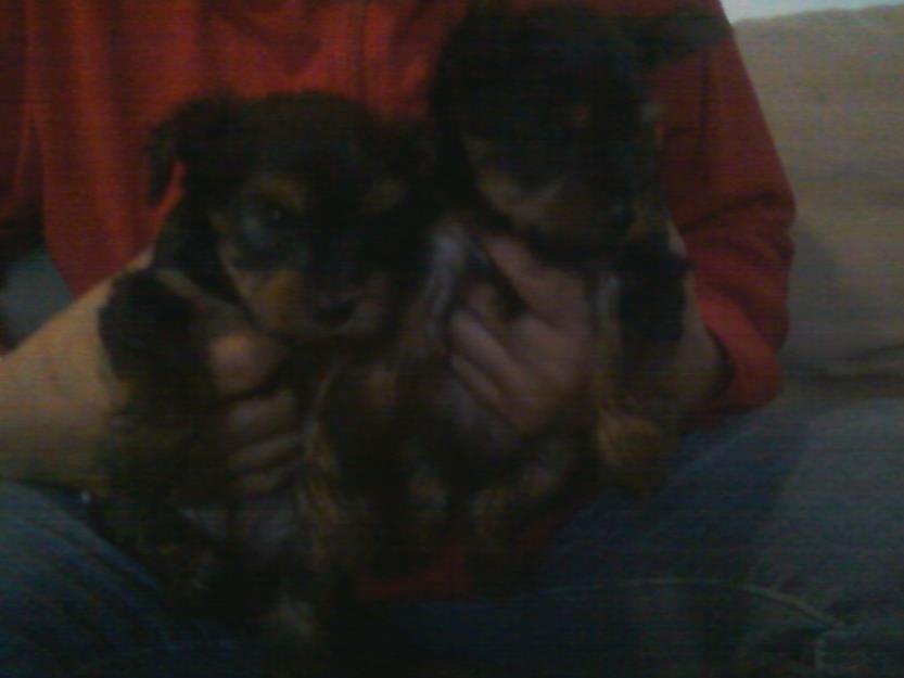 yorkies cachorritos adotrables